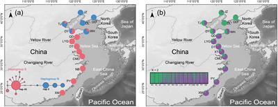 Historical Refugia and Isolation by Distance of the Mud Snail, Bullacta exarata (Philippi, 1849) in the Northwestern Pacific Ocean